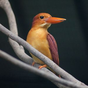 Jurong Bird Park | Ruddy Kingfisher