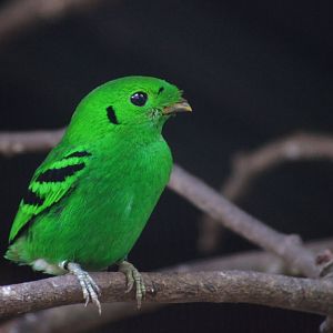 Jurong Bird Park | Green Broadbill