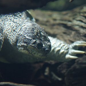 River Wonders | Common Snapping Turtle