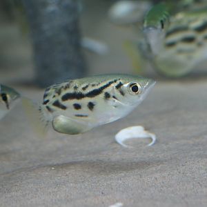 River Wonders | Burmese Archerfish