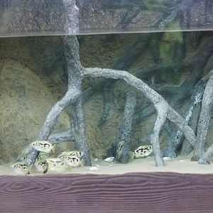 River Wonders | Burmese Archerfish Tank