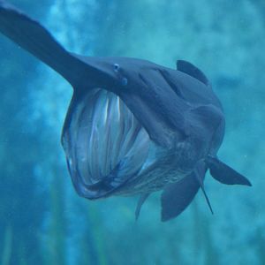 River Wonders | Mississippi Paddlefish