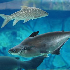 River Wonders | Iridescent Shark and Jullien's Golden Carp