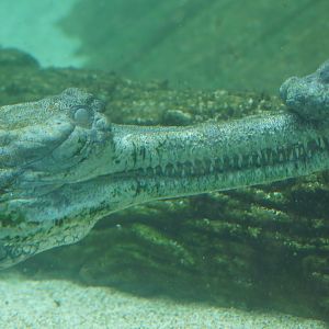 River Wonders | Indian Gharial