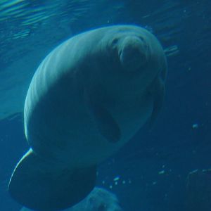 River Wonders | Manatee