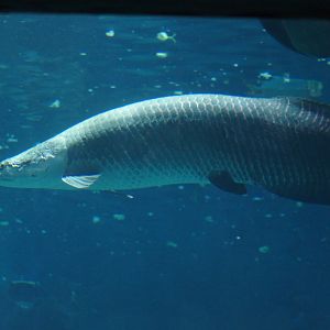 River Wonders | Arapaima