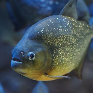 River Wonders | Red-bellied Piranha
