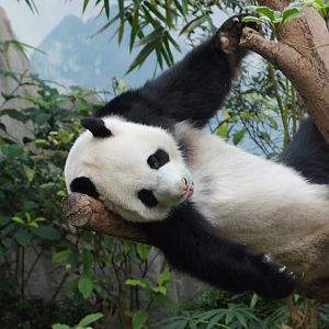 River Wonders | Giant Panda