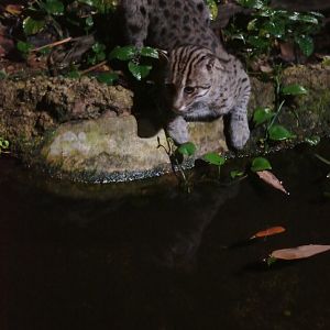 Night Safari | Fishing Cat