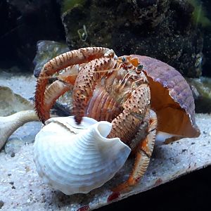 Kelly Tarltons | New Zealand Hermit Crab