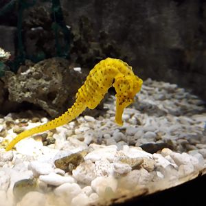 Kelly Tarltons | Yellow Seahorse