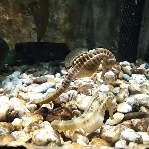 Kelly Tarltons | Big-bellied Seahorse