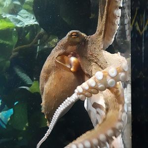 Kelly Tarltons | Māori Octopus