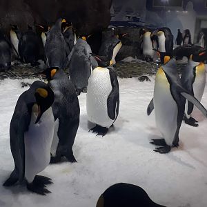 Kelly Tarltons | King Penguins