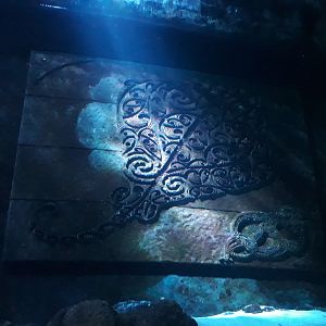 Kelly Tarltons | Shipwreck Discovery Decoration