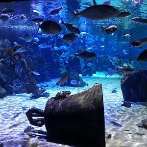 Kelly Tarltons | Turtle Bay Tank