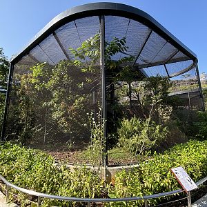 Sulawesi Hornbill + Mountain Peacock Pheasant