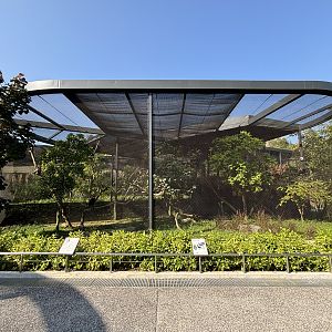Southern Ground Hornbill + Northern African Grey Hornbill