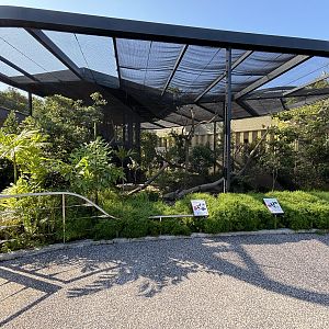 Northern Ground Hornbill + Western Piping Hornbill