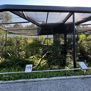 Trumpeter Hornbill + Crowned Hornbill + Guineafowl