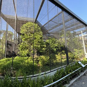 Common Green Magpie + Victoria Crowned Pigeon