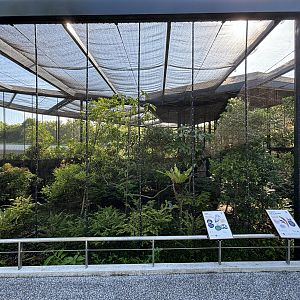 Kagu + Raggiana Bird of Paradise