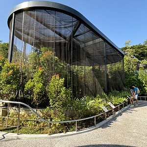 King Bird of Paradise + Twelve-wired Bird of Paradise