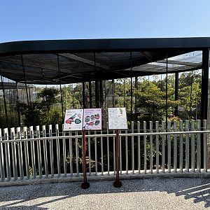 Negros Bleeding Heart + Mindanao Lorikeet
