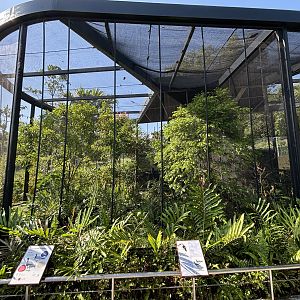 Bare-faced Curassow + Red-billed Toucan