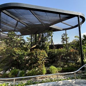 Southern Oriental Pied Hornbill