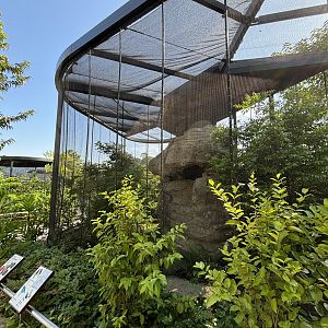 Guianan Cock of the Rock + 3 species