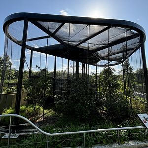 Chestnut-eared Aracari