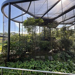 Sulawesi Myna + Java Sparrow