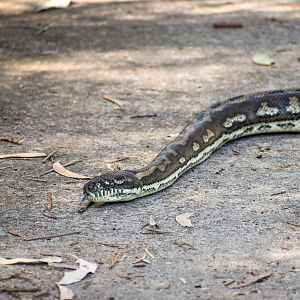 Coastal Carpet Python