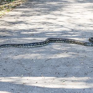 Coastal Carpet Python