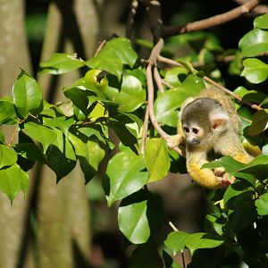 Auckland Zoo | Young Bolivian Squirrel Monkey