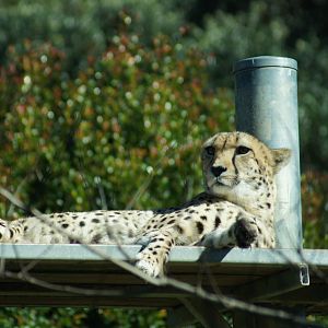 Auckland Zoo | Osiris the Cheetah