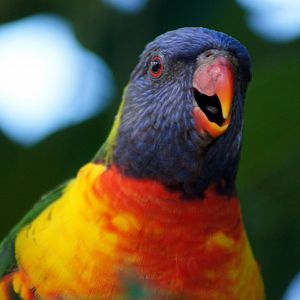 Auckland Zoo | Rainbow Lorikeet