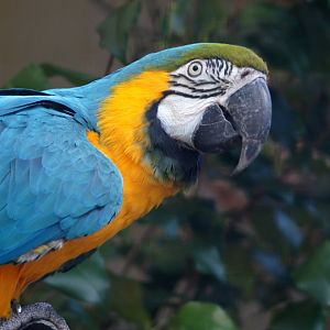 Auckland Zoo | Blake the Blue-and-gold Macaw