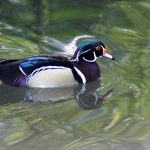 Auckland Zoo | Wood Duck