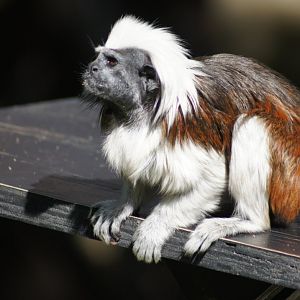 Auckland Zoo | Cotton-top Tamarin