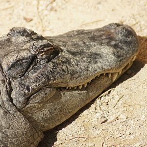 Auckland Zoo | American Alligator