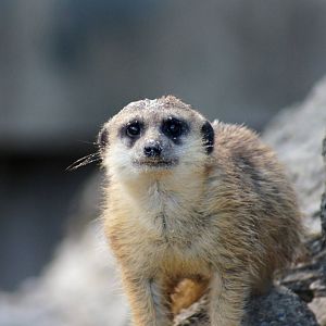 Auckland Zoo | Young Meerkat