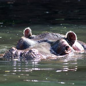 Auckland Zoo | Faith the Common Hippopotamus