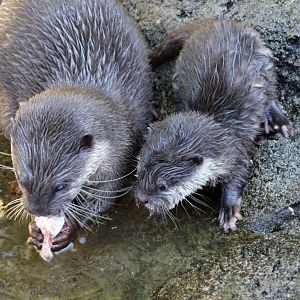 Auckland Zoo | Asian Small-clawed Otter with Young