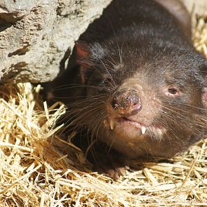 Auckland Zoo | Tasmanian Devil