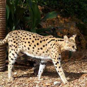 Auckland Zoo | Moholo the Serval