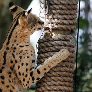 Auckland Zoo | Moholo the Serval