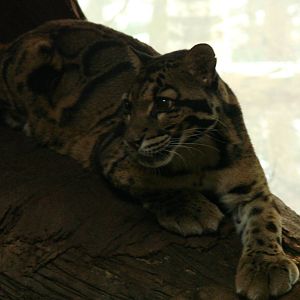 Toronto Zoo Visit - December 18th 2009