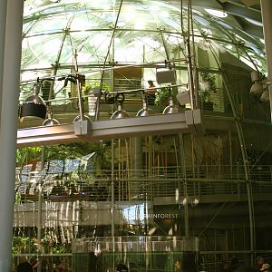 CAS Biosphere Photos- Tanagers, etc